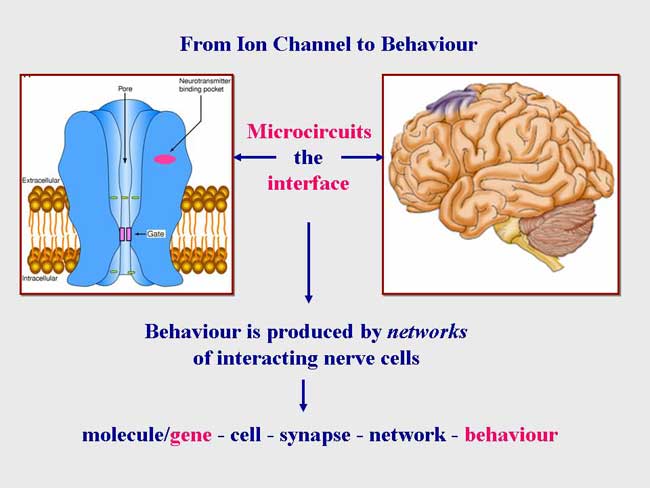 From ion channels to motor behaviour